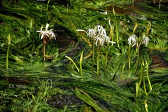 Crinum malabaricum
